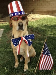 dog dressed in red white and blue for 4th of July